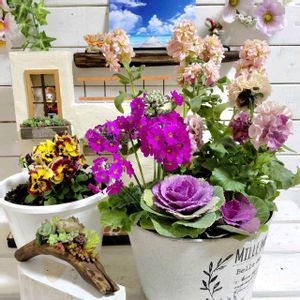 多肉植物の寄植え,ビオラ,流木で,パンジー　モルゲンロート,ビオラ　でめきんダンスの画像