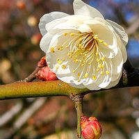 ウメ,サンスベリア,ニオイスミレ,ヤグルマギク,ローズマリーの画像