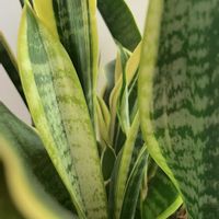 サンスベリア,ハナキリン,ベゴニア,レウィシア,ユーフォルビア属の画像