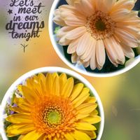 ガーベラ,スターチス,ヒペリカム,平和を願う,幸せの黄色いお花の画像