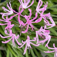 ネリネ,ネリネ,ネリネ(ダイヤモンドリリー),散歩,ピンクの花の画像