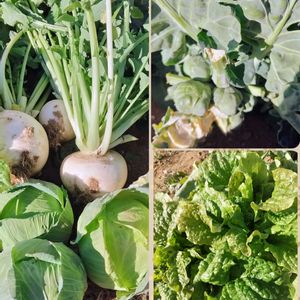 紅梅,花手水*,冬野菜,北野神社の画像