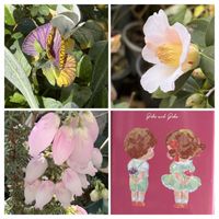 ビオラ,白楽翁,だるま秀麗,桃美人,侘助の画像