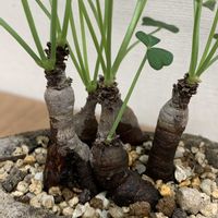 オキザリス,カタバミ,艶カタバミ,塊根植物,その他部屋の画像