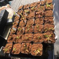 ハエトリソウ,ディオネア,植え替え前の姿,植え替え後の姿,観葉植物の画像