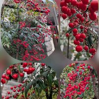 コデマリ,ナンテン,パンジー,ハーデンべルキア,ひらひらの❀の画像