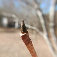 ヤマボウシ,冬芽葉痕クイズだよ！,冬芽葉痕クイズだよ！,お出掛け先,冬芽・葉痕の画像