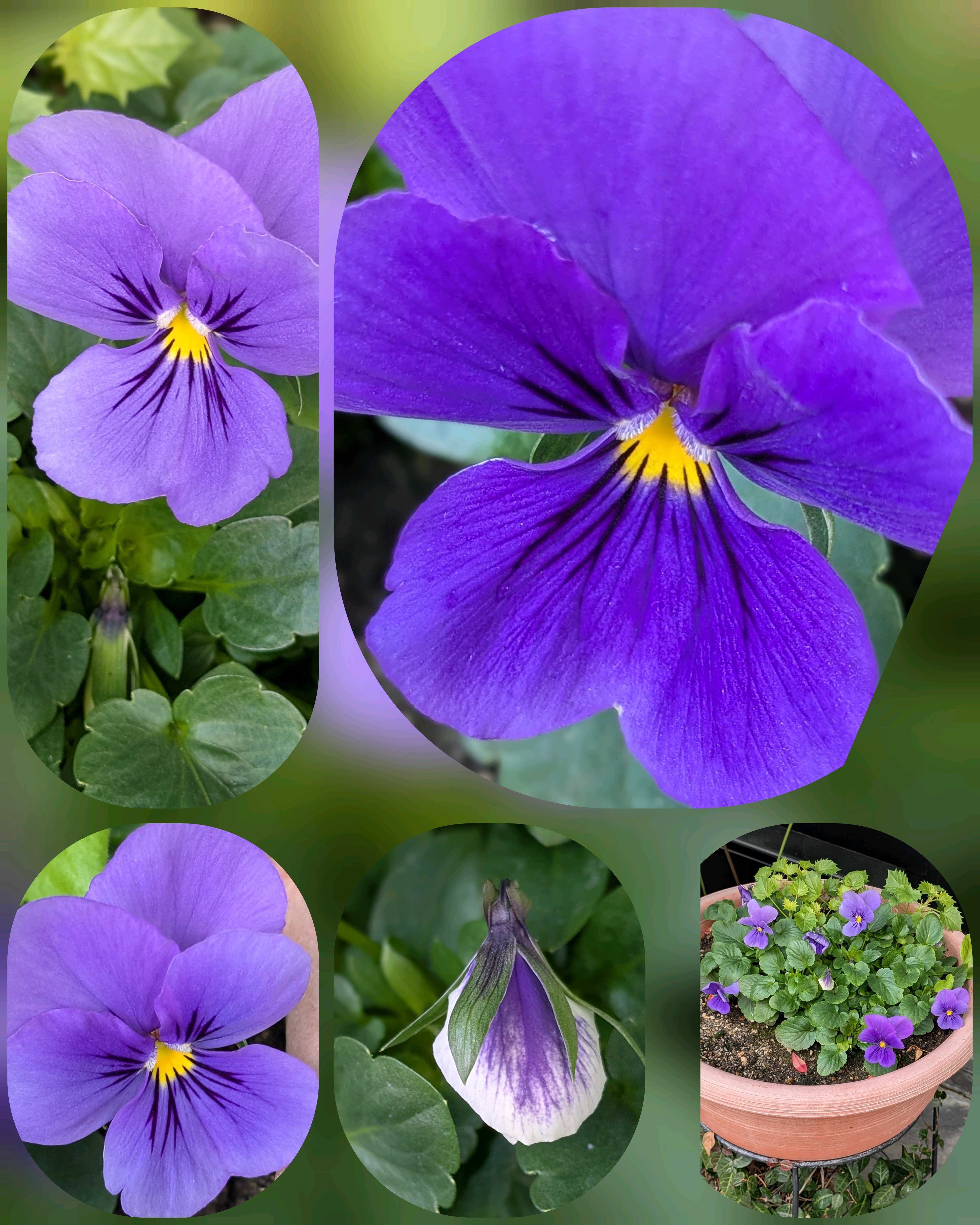 ソテツ｜🍀GreenSnap（グリーンスナップ）