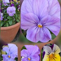 アネモネ,キク,パンジー・ビオラ,スイートアリッサム ,金のなる木の画像