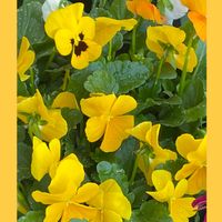 ルピナス,パンジー,花のある暮らし,お花大好き♡,お散歩ちゃんキーホルダーの画像