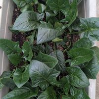 ほうれん草の画像