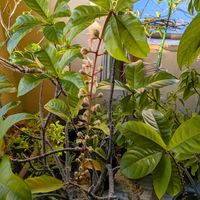 サガリバナ,熱帯植物,沖縄,横浜の画像