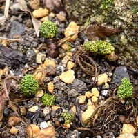 イワタバコの画像