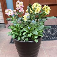 ストック,ワスレナグサ,寄せ植えの画像