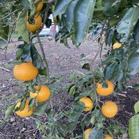 スイセン,ビワ,レモン,ハッサク,花のある暮らしの画像