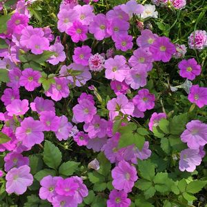 ペチュニア,グランドカバー,季節の花,季節の風物詩,四季の彩りの画像