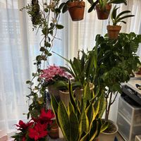 コーヒーの木, サンスベリアの画像