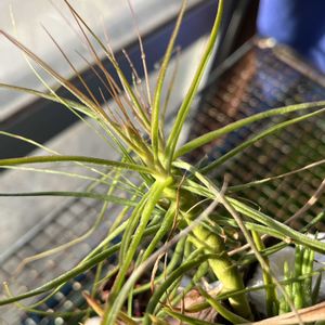 チランジア,パイナップル科チランジア属,チランジアの蕾,チランジアの蕾,ダイソー産のエアプランツの画像