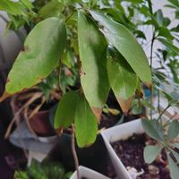 ガジュマル,マンゴー,マンゴー,ライチ,ユズの画像