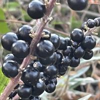 ヤブラン,花壇,ガーデニング,山野草,キジカクシ科の画像