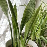 クンシラン,サンスベリア,アロマティカス,ヨウラクツツアナナス,今日のお花の画像