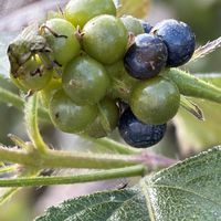 ランタナ,花壇,ガーデニング,山野草,樹木の画像