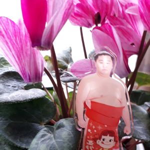 シクラメン,花言葉,繋がりに感謝✨,ペコちゃん祭り,ピンクワールドへ ようこその画像