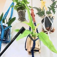 トキワシノブ,フィロデンドロン ゴールデンクロコダイル,フィロデンドロン ゴールデンクロコダイルの画像