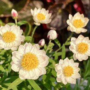 白が好き,#ガーデニング,エクステリアの画像