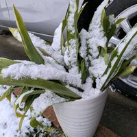 オキザリス,オキザリス,オモト,「雪pick祭」の画像