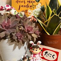 グラプトペタルム　ブロンズ姫, ブロンズ姫, ブロンズ姫,サンセベリア,サンセベリアの画像