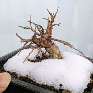 ニレケヤキ,盆栽,ミニ盆栽,盆栽苗木,まめ盆栽の画像