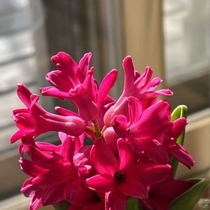 クリスマスローズ,ヒヤシンス,ヒヤシンス,花芽,花のある暮らしの画像