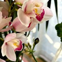 アイビーゼラニウム,シンビジウム,ゼラニウムの画像