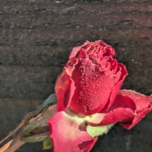 カーネーション,ミニバラ,シクラメン ジックス,スカビオサ　ブルーバルーン,シクラメン　プティ・ムーランの画像