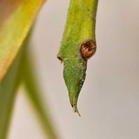 ナギ,ご神木,平和を願う,冬芽・葉痕,マキ科ナギ属の画像