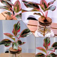 アグラオネマ,ブルーベリージャム,ブルーベリージャム,観葉植物,ガーデニングの画像