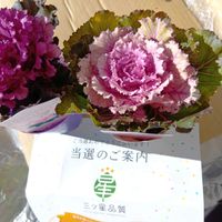 植木鉢,花いろいろ,バラと夢CLUB,おうち園芸,2019同期の画像