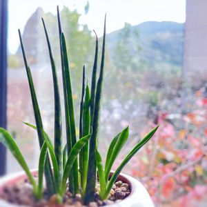 サンスベリア,観葉植物,サンスベリア属,斑入り好き♡,トイレの画像