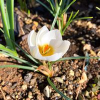 クロッカス,花のある暮らし,週末ガーデナー,みどりのある暮らし,マイスタージンガーの画像