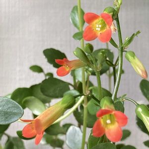 カランコエ　ミラベラ,リビング,花のある暮らし,私の癒し,お花大好き✨の画像