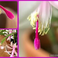 オリーブ,シャコバサボテン,リビング,花のある暮らし,今朝の庭。の画像