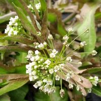 ナズナ,ペンペングサ,我が家の畑,逞しい,お花はかわいいけど…の画像