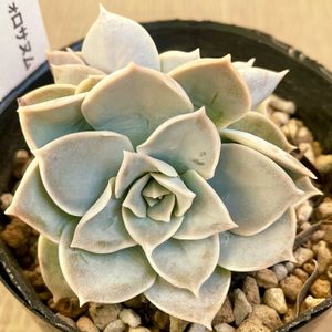 シンフォロサナム,セダム シンフォロサヌム,多肉植物,セダム属,多肉中毒の画像