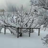 ネメシア,ビオラ,レースラベンダー,イチジク,クライミングサンパラソルの画像