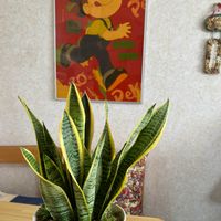 サンスベリア,サンスベリア,ハオルチア,サンスベリア・ミカド,サンスベリア キリンドリカの画像