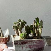 サボテン,サボテン寄せ植え,盆栽,ホームセンター,ホームセンター出身の画像