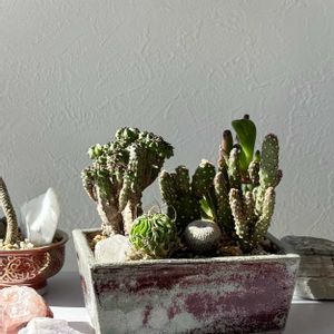 サボテン,サボテン寄せ植え,盆栽,ホームセンター,ホームセンター出身の画像