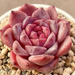 玻璃樽,多肉植物,エケベリア属,多肉中毒,エケベリア女子の画像