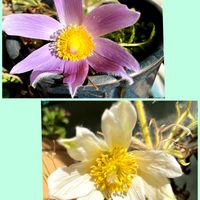 オキナグサ,オキナグサ,山野草,復興祈願,寒い朝の画像